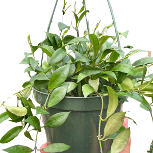 Hoya 'Lacunosa'