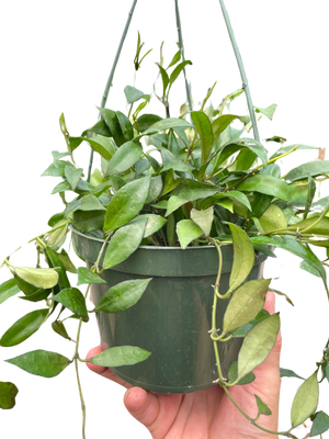 Hoya 'Lacunosa'