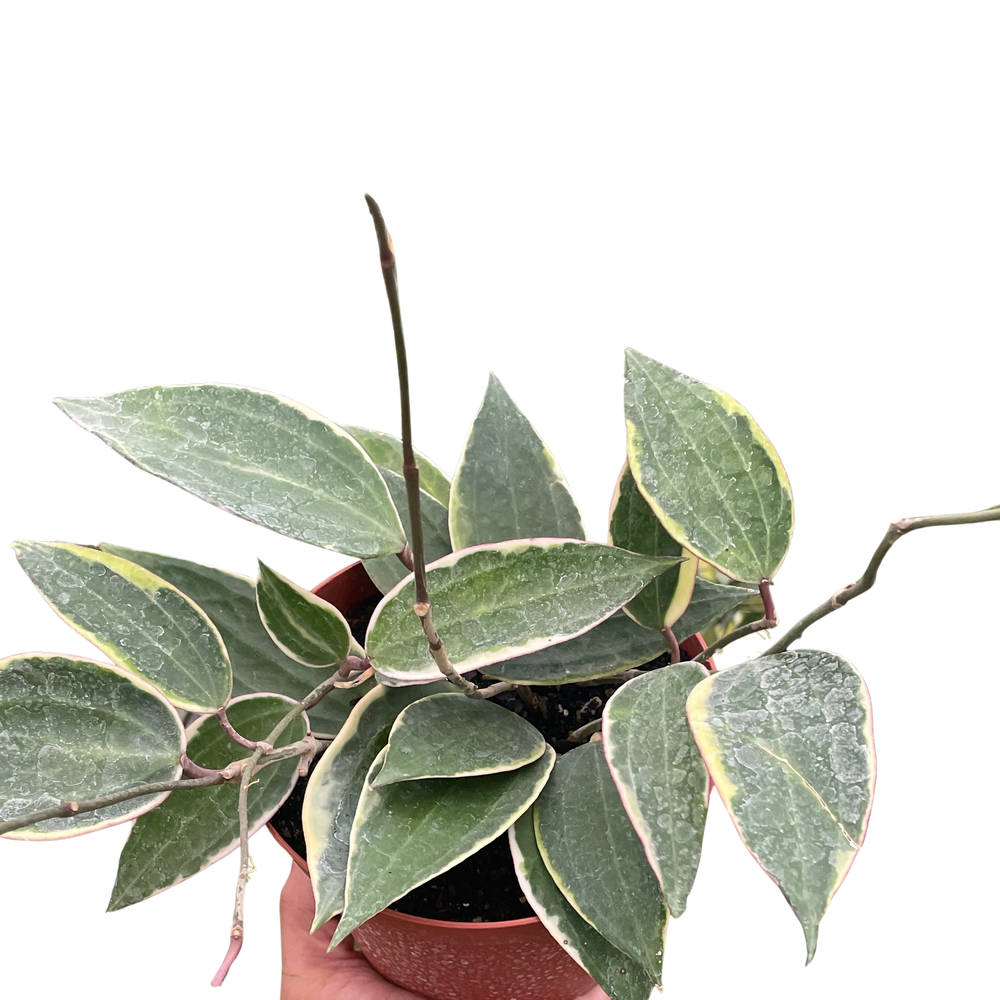 Hoya Macrophylla Variegated