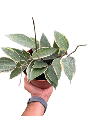 Hoya Macrophylla Variegated
