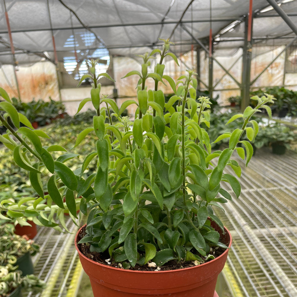 Curly Lipstick Plant