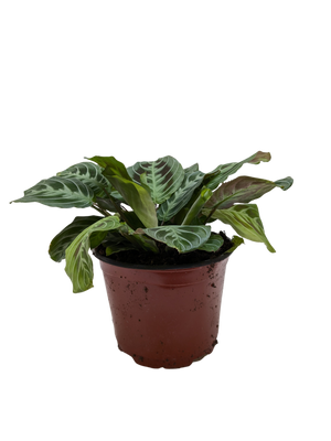 Maranta Black | Black Prayer Plant with Moving Leaves | House Plant Shop