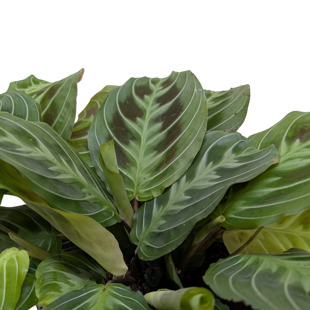 Maranta Black | Black Prayer Plant with Moving Leaves | House Plant Shop