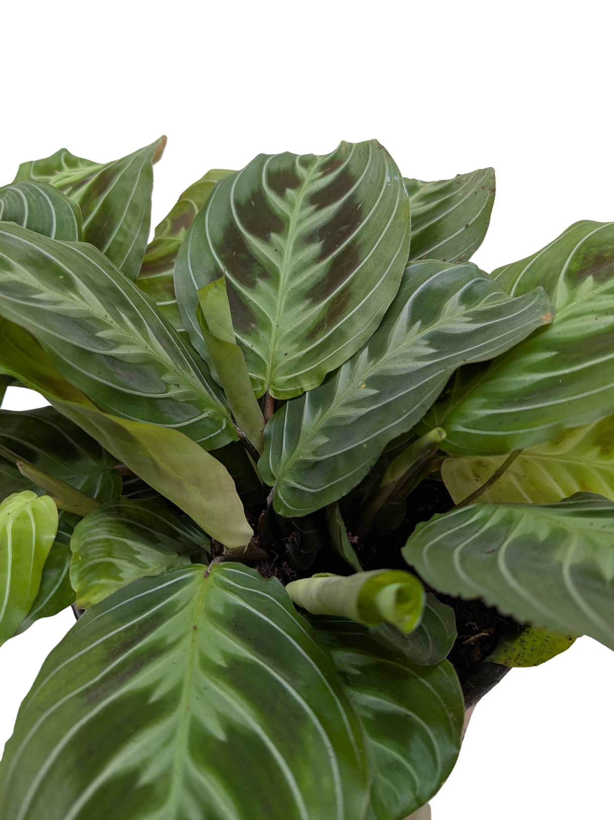 Maranta Black | Black Prayer Plant with Moving Leaves | House Plant Shop