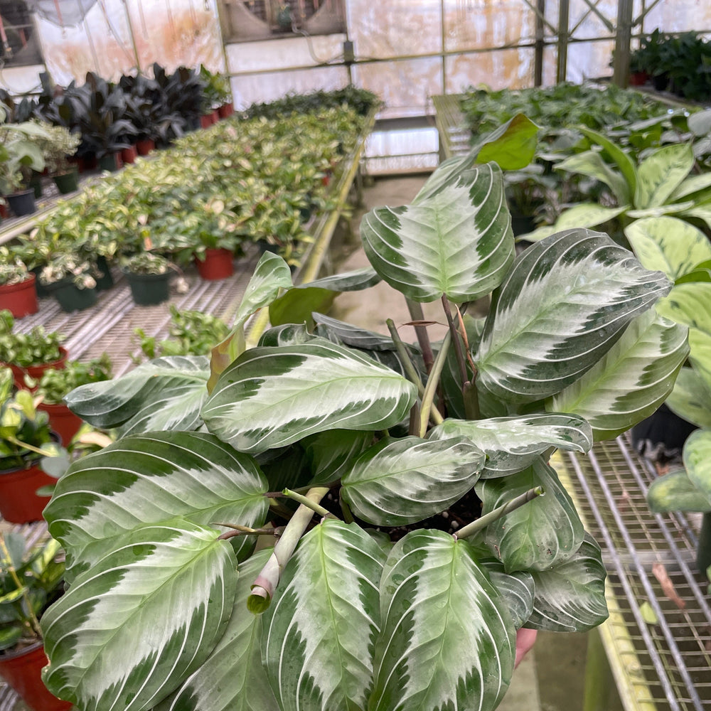 Maranta 'Silver Band'