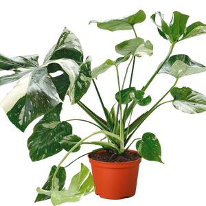 Monstera 'Thai Constellation'