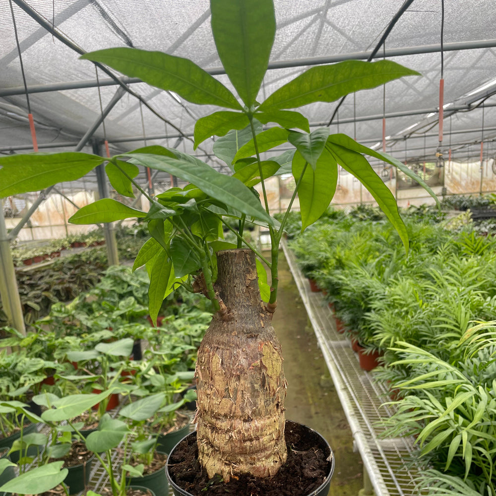 Money Tree 'Guiana Chestnut' Pachira Stump