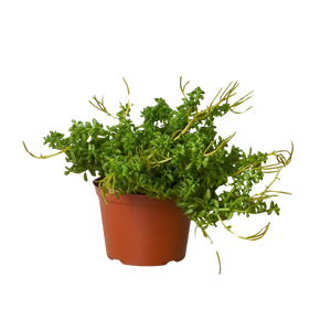 Peperomia 'Axillaris'