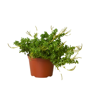 Peperomia 'Axillaris'