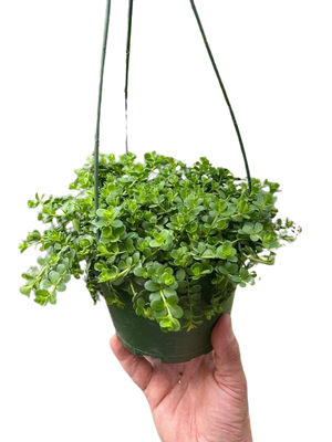Peperomia Deppeana