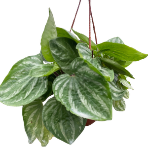 Peperomia Ecuador