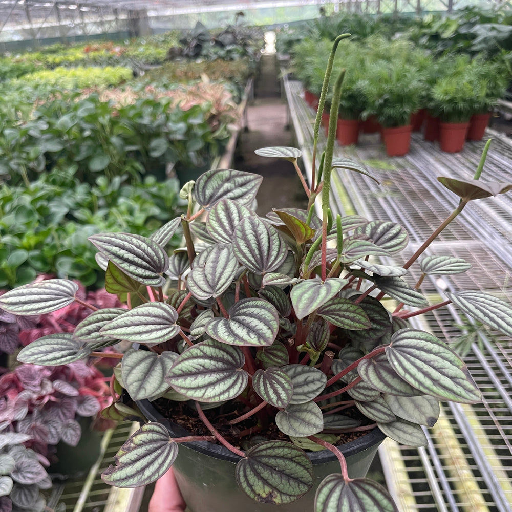 Peperomia 'Picollo Banda'