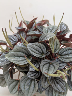 Peperomia San Marino | Easy Care Tabletop Plant | House Plant Shop