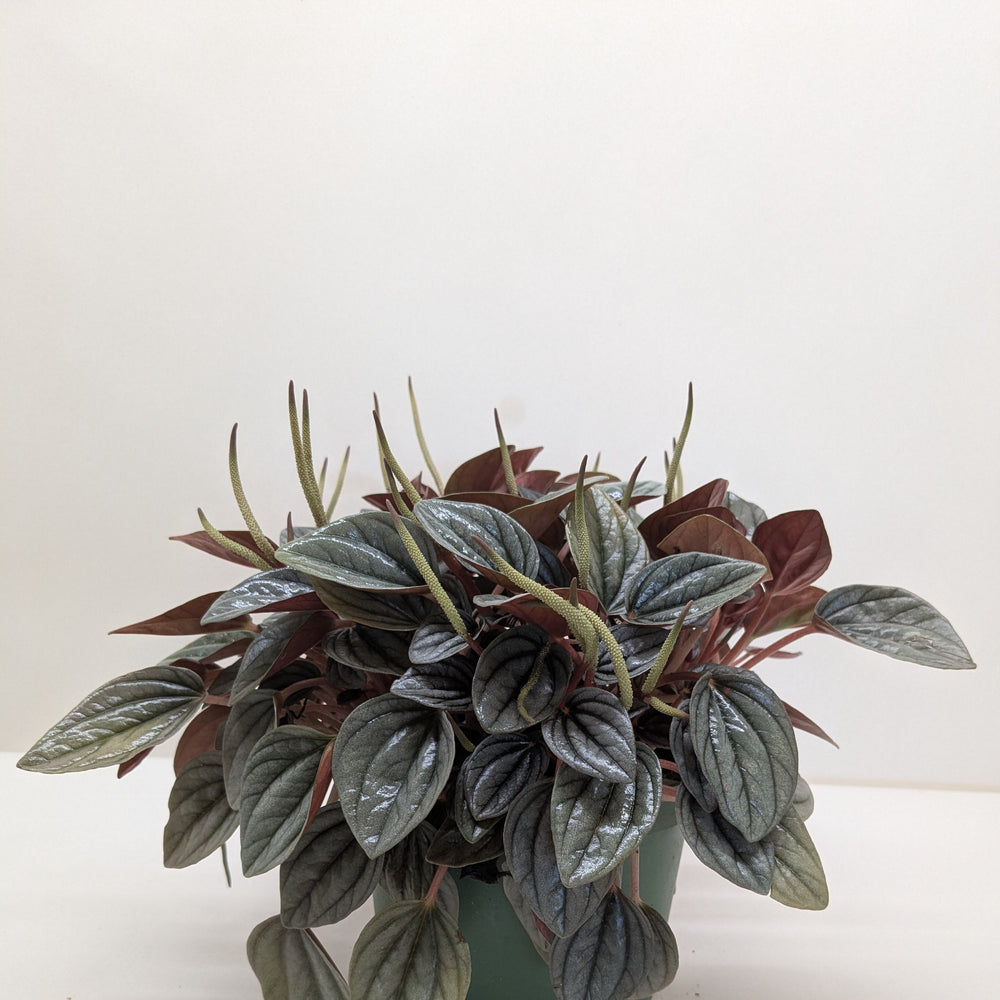 Peperomia San Marino | Easy Care Tabletop Plant | House Plant Shop