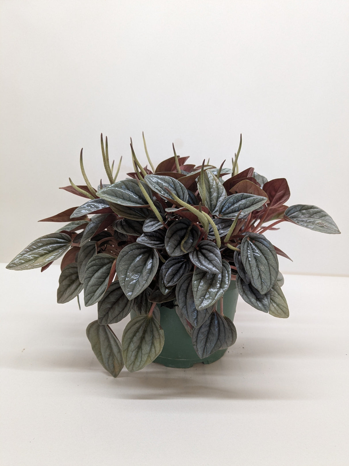 Peperomia San Marino | Easy Care Tabletop Plant | House Plant Shop