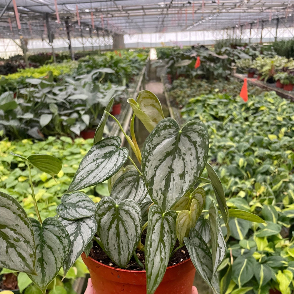 Philodendron 'Brandi'