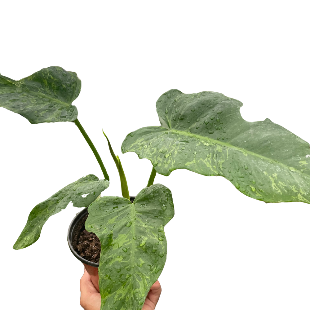 Philodendron 'Golden Dragon'