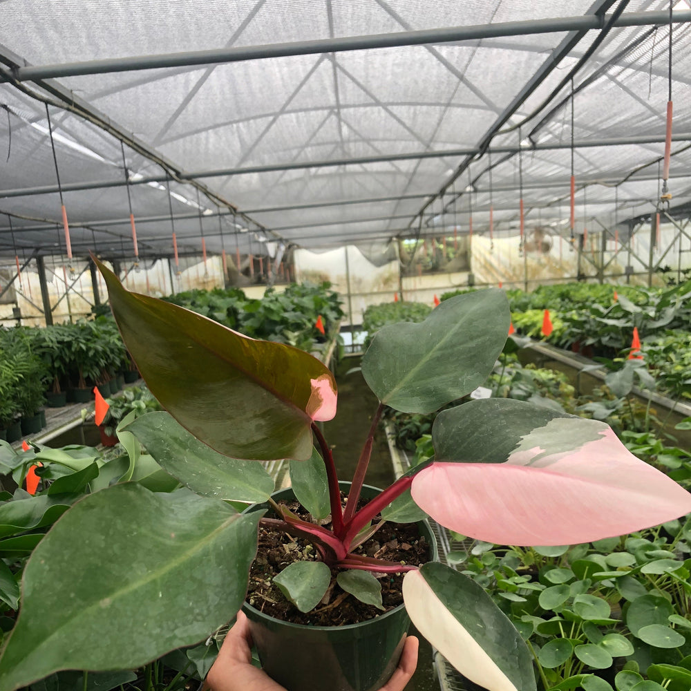 Philodendron 'Pink Princess'
