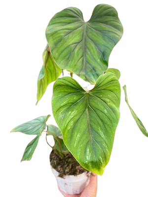 Philodendron PlowManii