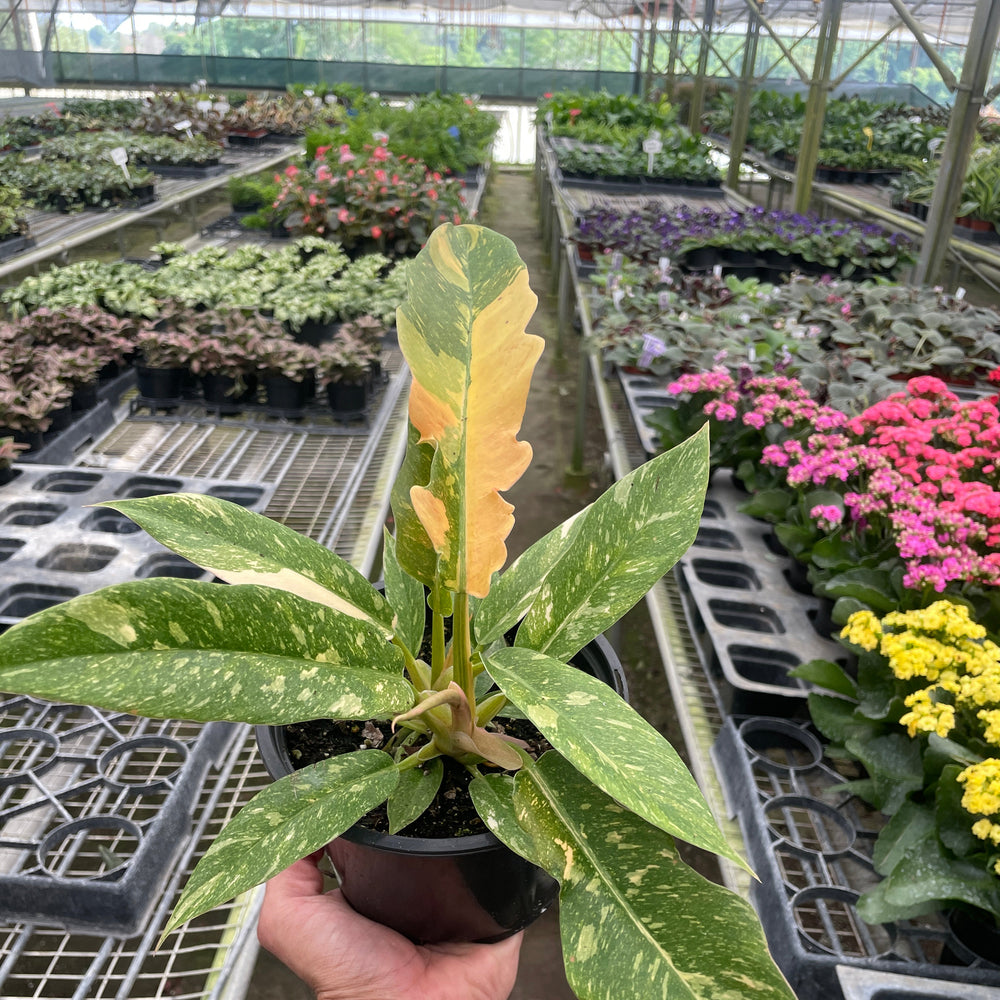 Philodendron Ring of Fire Variegated