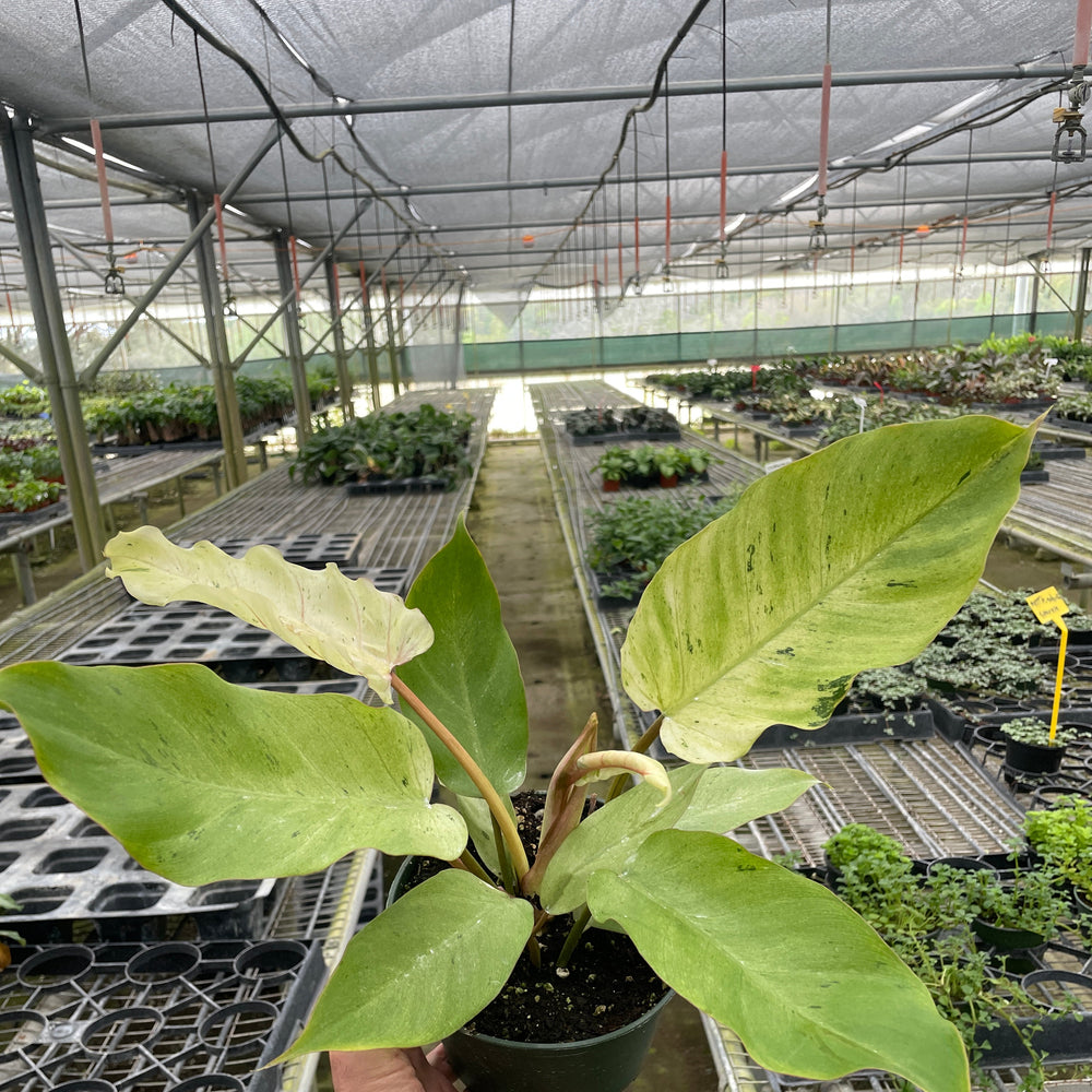 Philodendron 'Snowdrift'