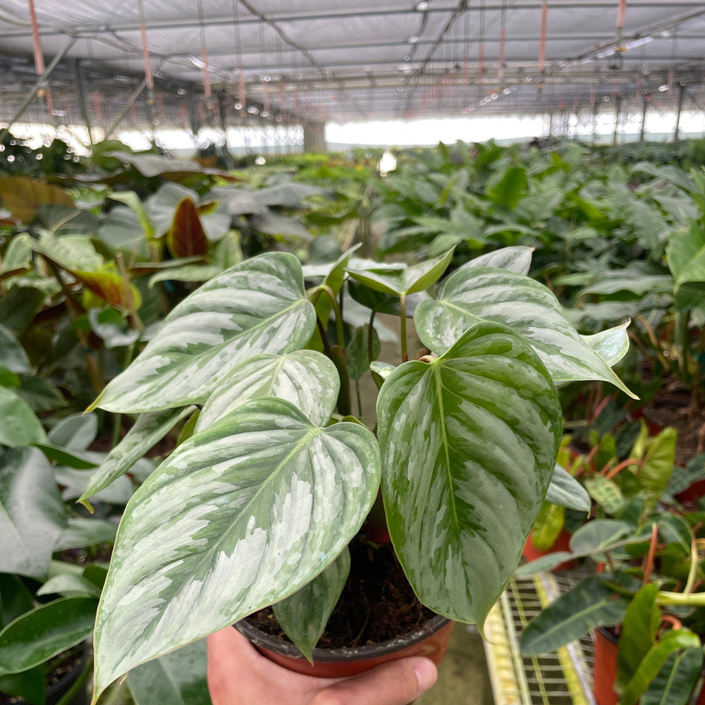 Philodendron 'Sodiroi'
