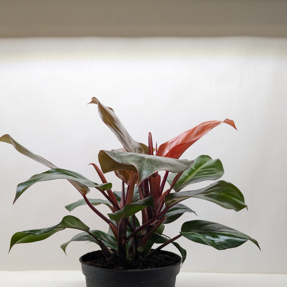 Philodendron 'Sun Red'