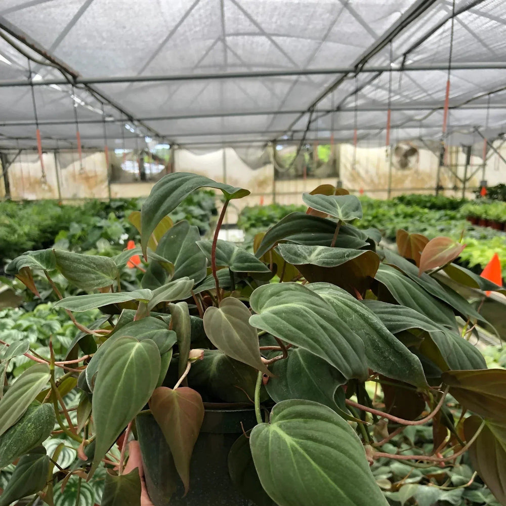 Philodendron 'Velvet'