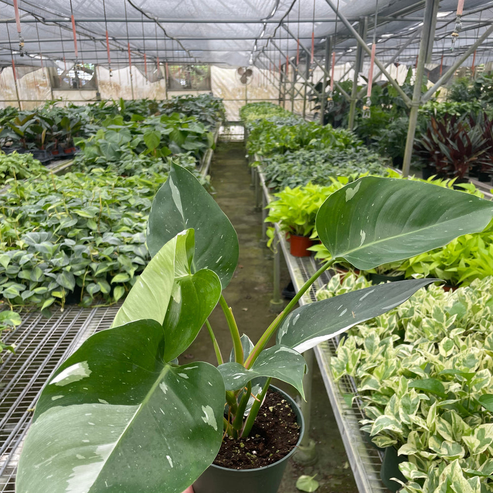 Philodendron 'White Princess'