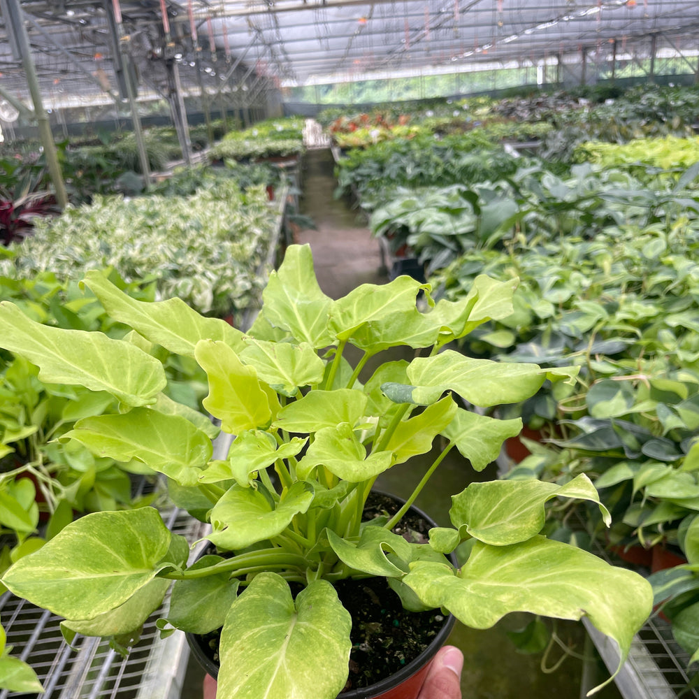 Philodendron 'Xanadu' Variegated