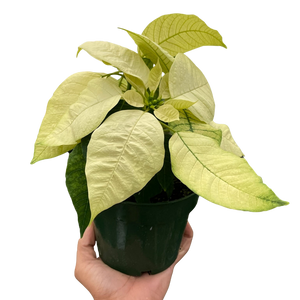 Poinsettia 'White'