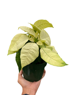 Poinsettia 'White'