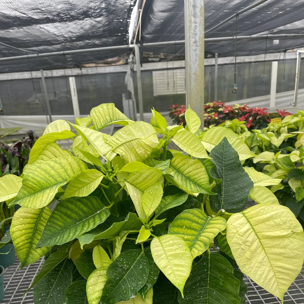 Poinsettia 'White'
