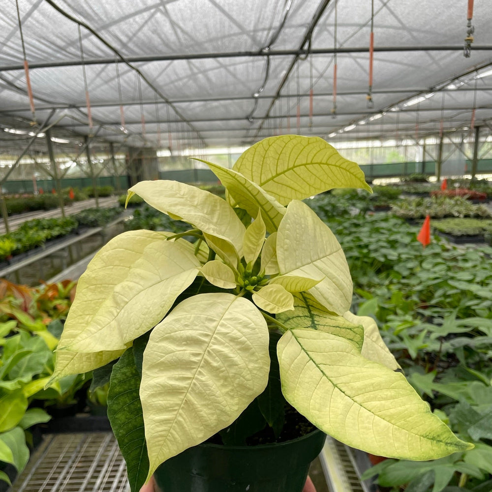 Poinsettia 'White'