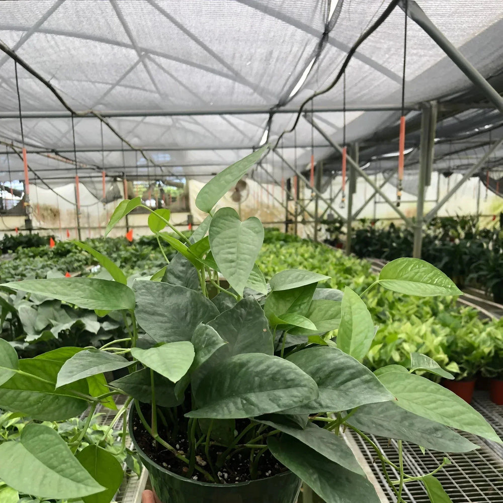Pothos 'Cebu Blue'