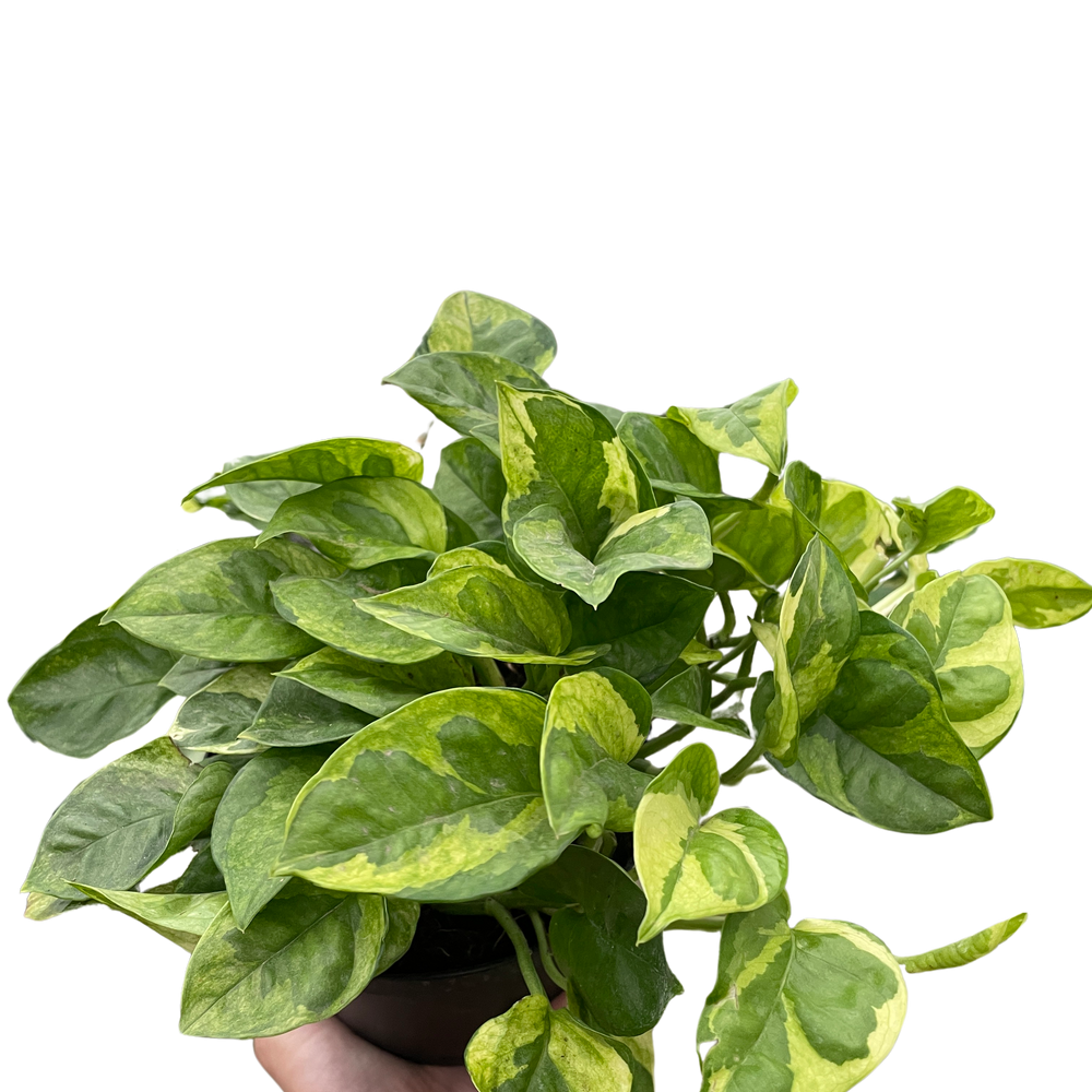 Pothos 'Lemon Meringue'