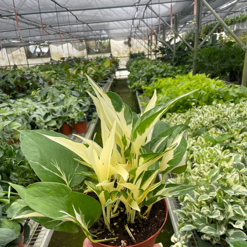 Pothos 'Mutant Manjula'