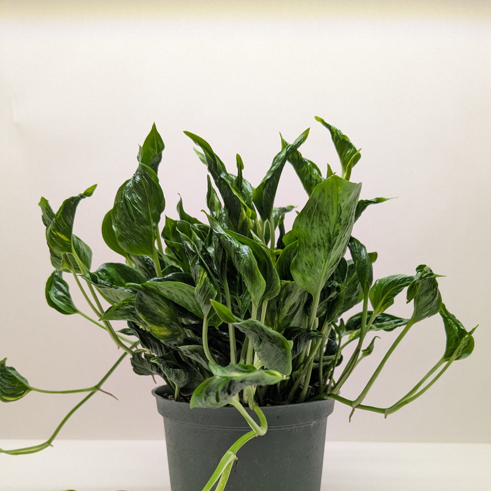 Pothos 'Shangri La'