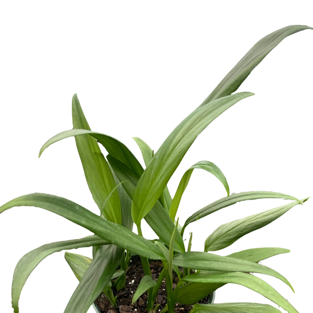 Pothos 'Silver Streak'
