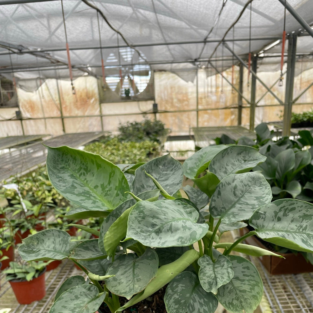 Schismatoglottis 'Sarawak'
