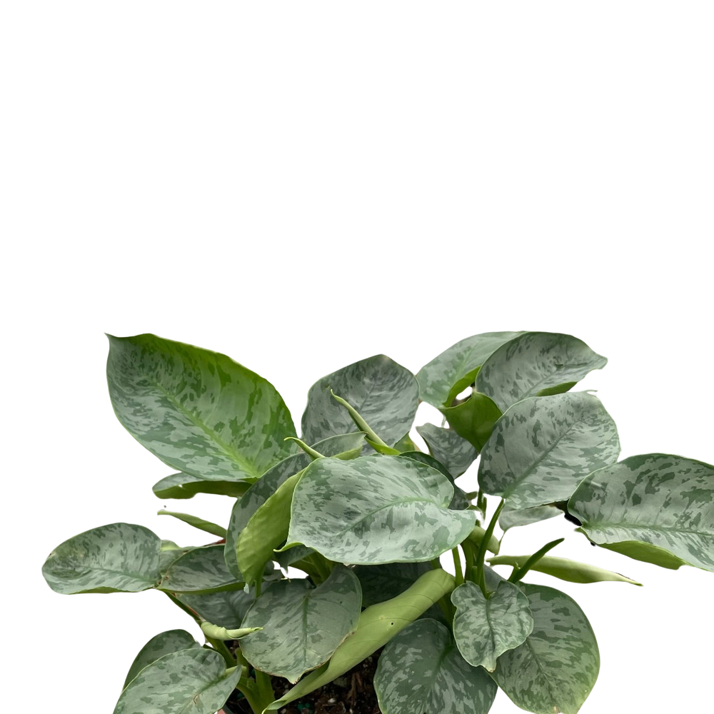 Schismatoglottis 'Sarawak'