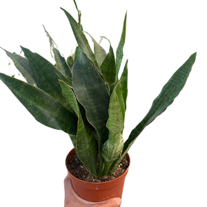 Snake Plant 'Jaboa'