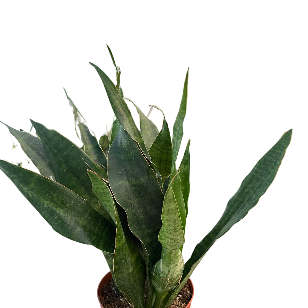 Snake Plant 'Jaboa'