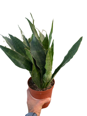 Snake Plant 'Jaboa'