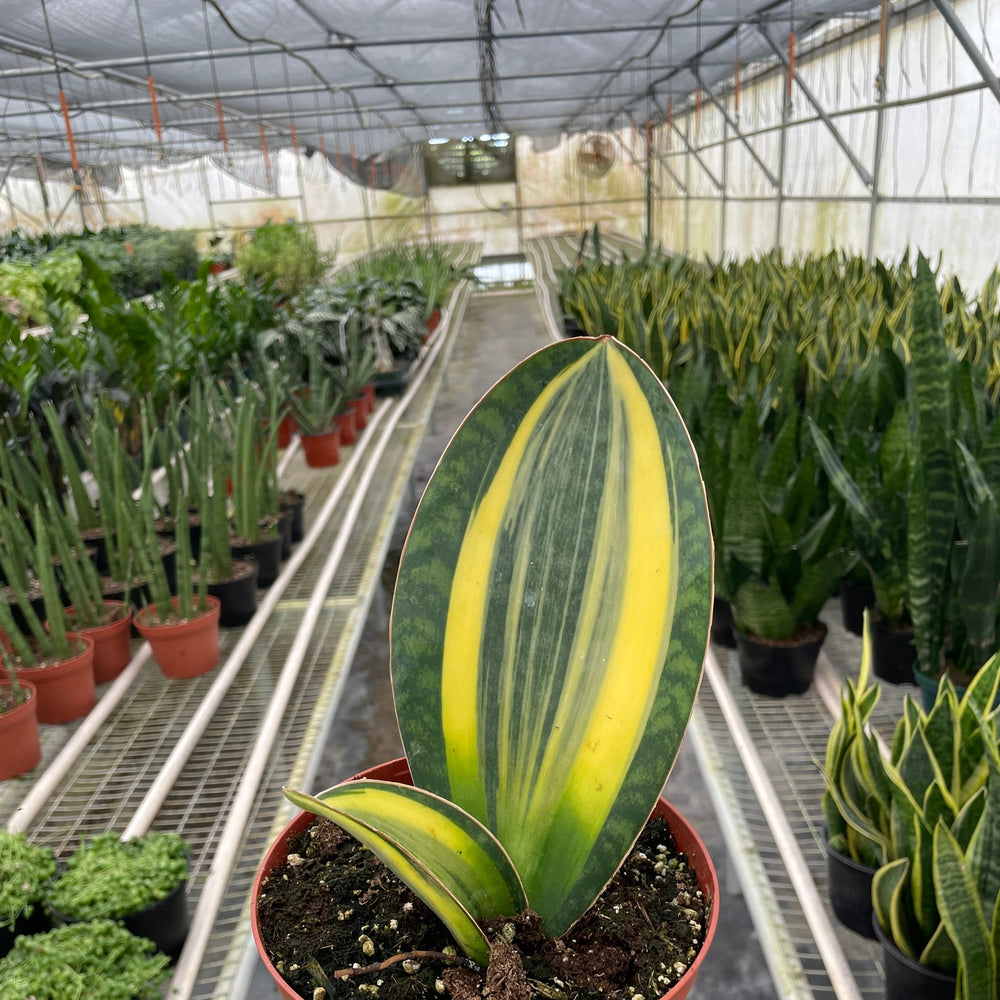Variegated Shark Fin Snake Plant