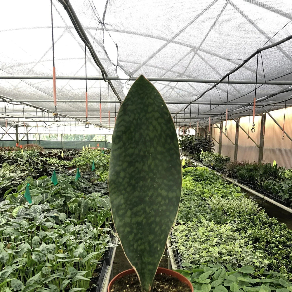 Shark Fin Snake Plant