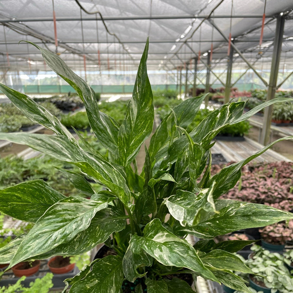 Variegated Spathiphyllum 'Domino'