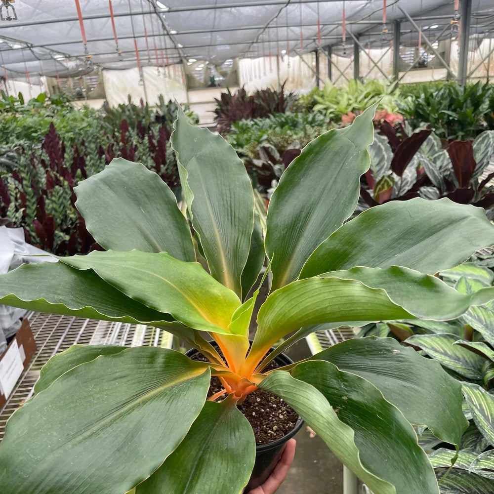 Spider Plant 'Fire Flash'