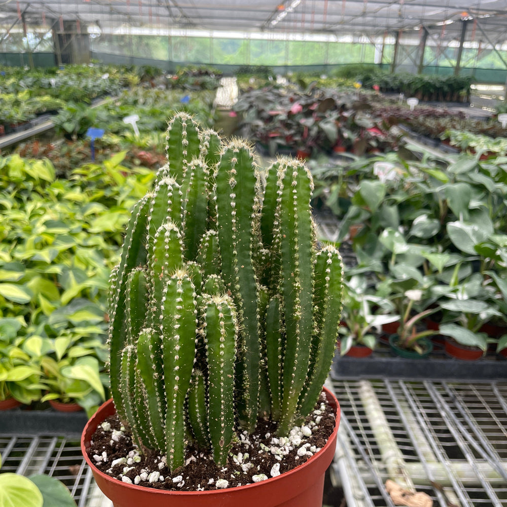 Fairy Castle Cactus