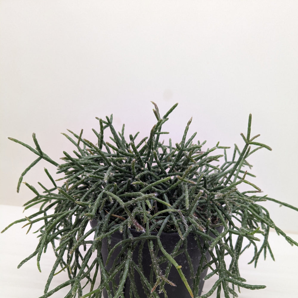 Mistletoe Cactus | Easy Care Trailing Succulent for Hanging Baskets